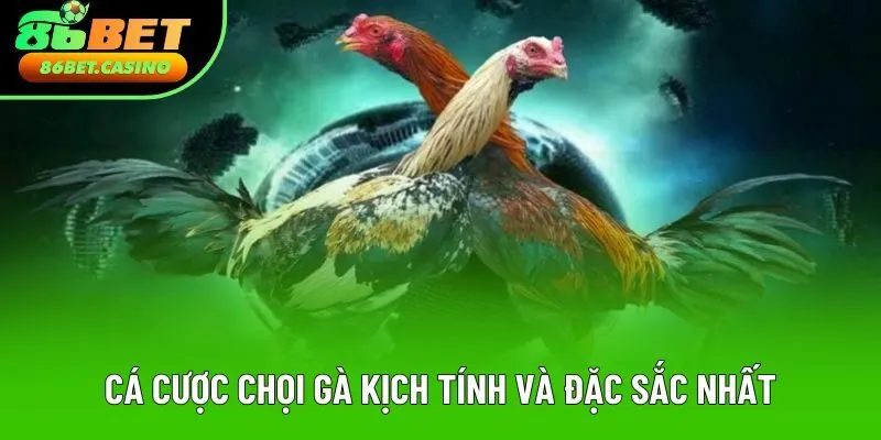 Cá cược chọi gà kịch tính và đặc sắc nhất