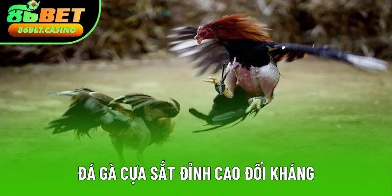 Phiên bản gắn cựa sắt đỉnh cao đối kháng