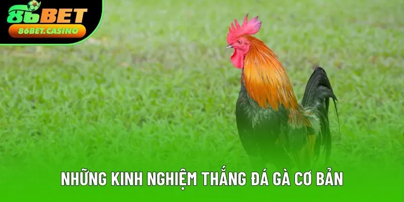 Những kinh nghiệm thắng đá gà, nguyên tắc cơ bản