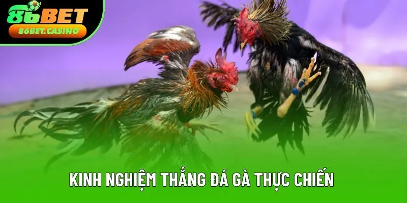 Kinh nghiệm thắng đá gà thực chiến tăng 80% chiến thắng